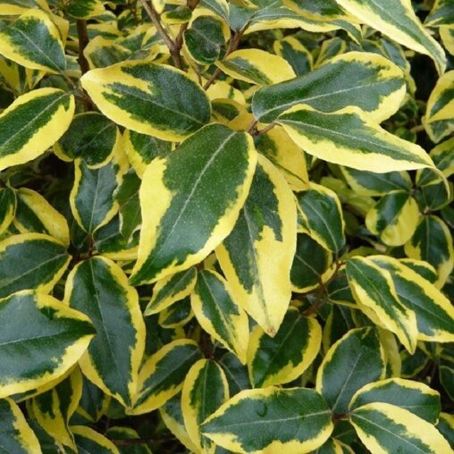 Bontbladige olijfwilg blad